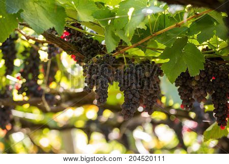 Bunches of Tinta Negra Mole grapes on pergola in Estreito de Camara de Lobos on Madeira. Portugal