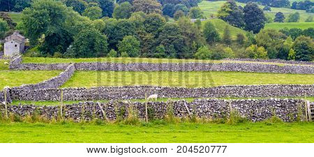 Sheep in a field in the North Yorkshire Moors in the United Kingdom