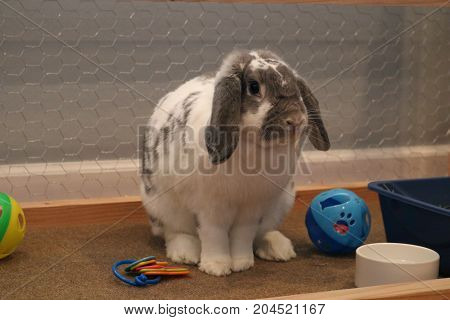 cute bunny with floppy ears sitting quietly