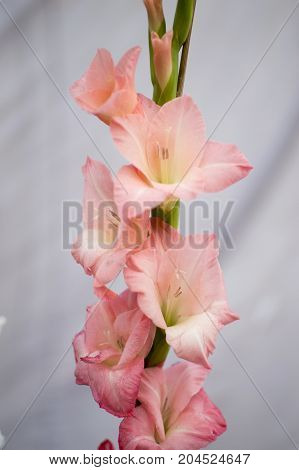 Bumch of exotic pink flowers with green stalk