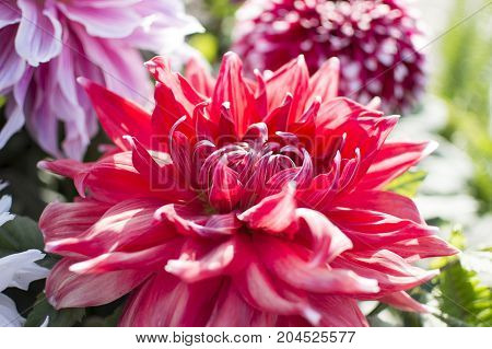 Single exotic red floweron full bloom in garden