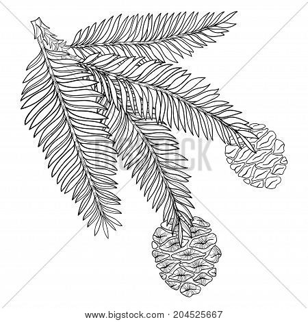 Vector branch with outline Sequoia or California redwood in black isolated on white background. Branch of coniferous tree with pine and cones in contour style for botanical design and coloring book.