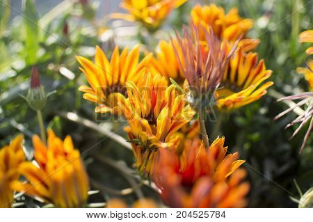 Blooming yellow and red flowers in farm.