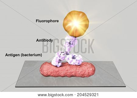 Direct immunofluorescent reaction RIF, 3D illustration. RIF is immunological reaction used in diagnostics of different infectious diseases
