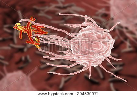 Macrophage engulfing tuberculosis bacteria Mycobacterium tuberculosis, 3D illustration