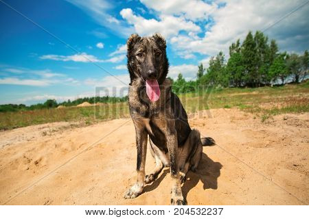 Big gray dog with tongue out sitting on sunny green field.