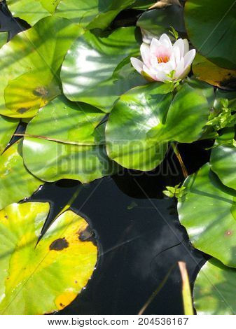 Water lilies in a pond on a sunny day