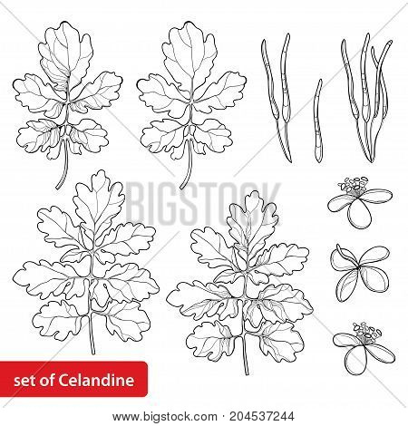 Vector set with outline Celandine or Chelidonium perennial flower, leaf and seed in black isolated on white background. Alternative medicine plant in contour style for summer design and coloring book.