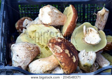 Alot of forest mushrooms in a box. Porcini.