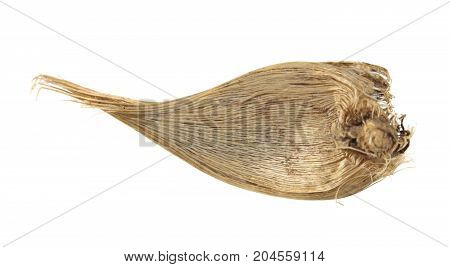 Bulb of Danford iris or dwarf iris (Iris danfordiae) isolated on white background