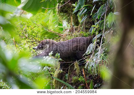 Wild white-nosed coati in lush rainforest Monteverde Costa Rica