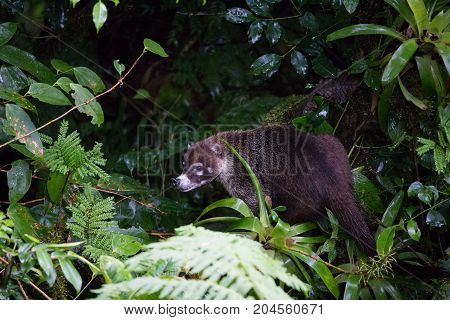 Wild white-nosed coati in lush rainforest Monteverde Costa Rica