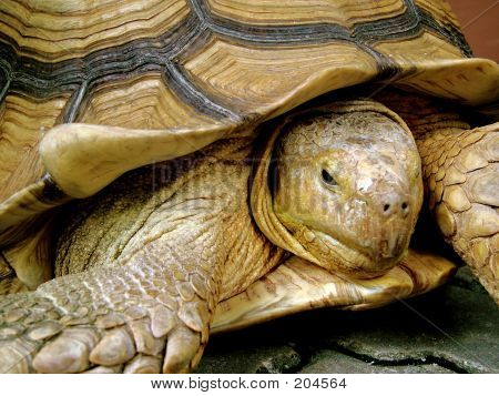 Skildpadde