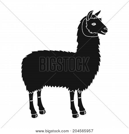 Lama, a South American pack animal. A lame, a cloven-hoofed mammal single icon in black style vector symbol stock illustration .