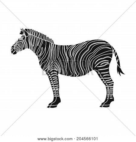 African, desert zebra. Wild cloven-hoofed animal, zebra single icon in black style vector symbol stock illustration .