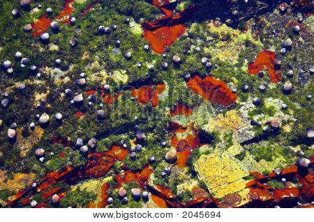 Comunità subacquea marea del mare Atlantico nel New England durante il loro famoso autunno