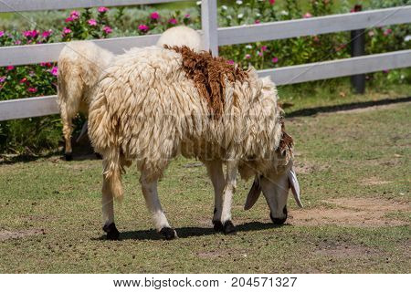 Cheeps Eat Grass In Farm