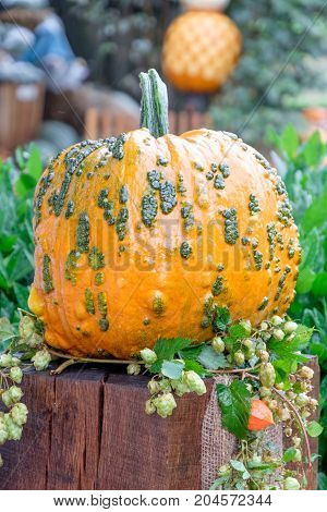 nice garden in Germany with a lot of pumpkins