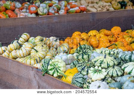 nice garden in Germany with a lot of pumpkins