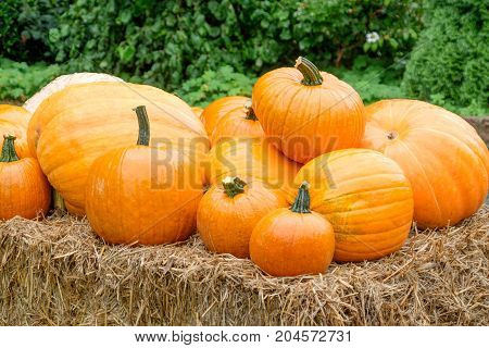 nice garden in Germany with a lot of pumpkins