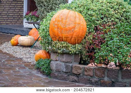 nice garden in Germany with a lot of pumpkins