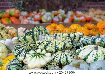 nice garden in Germany with a lot of pumpkins
