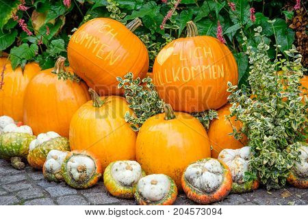 nice garden in Germany with a lot of pumpkins