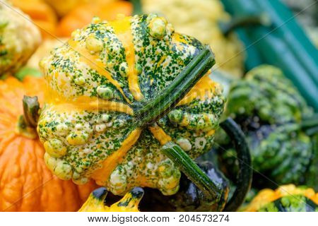 nice garden in Germany with a lot of pumpkins