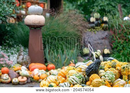 nice garden in Germany with a lot of pumpkins