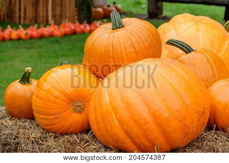 nice garden in Germany with a lot of pumpkins