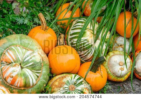 nice garden in Germany with a lot of pumpkins
