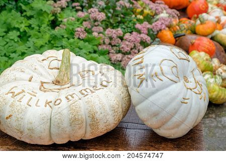 nice garden in Germany with a lot of pumpkins
