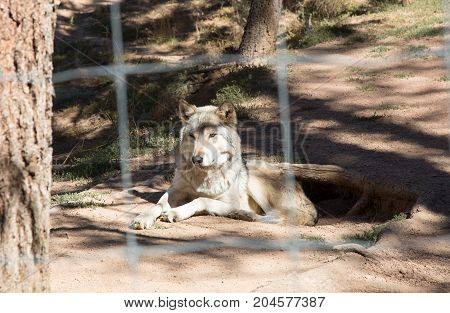 American Wolf
