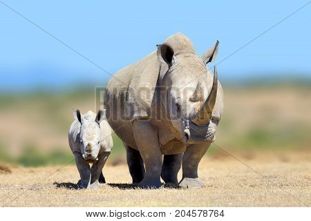White Rhinoceros In The Nature Habitat, Kenya, Africa