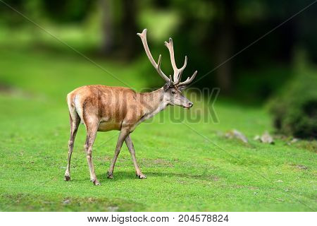 Deer In The Wild. Wildlife Scene From Nature
