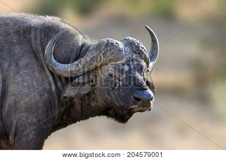 African Buffalo, Big Animal In The Nature Habitat