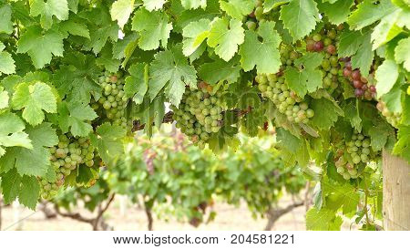 Bunch of Australian Wine Grapes Barossa valley