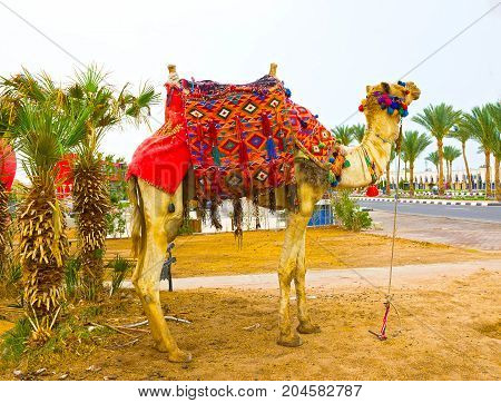 The muzzle of the African camel close-up at street at Egypt at Sharm El Sheikh