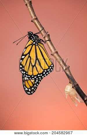 Newly emerged male Monarch butterfly (danaus plexippus) and its chrysalis shell hanging on milkweed branch copy space.