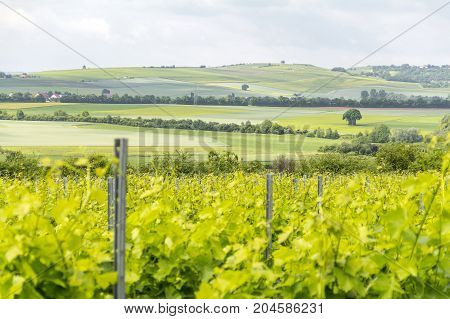 winegrowing scenery around Loerzweiler in the Rhineland-Palatinate in Germany at spring time