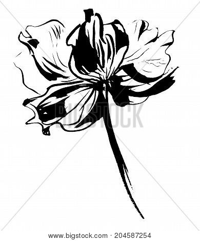 Hand drawn delicate anemone flower calligraphy style