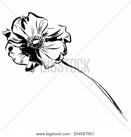 Hand drawn delicate anemone flower calligraphy style