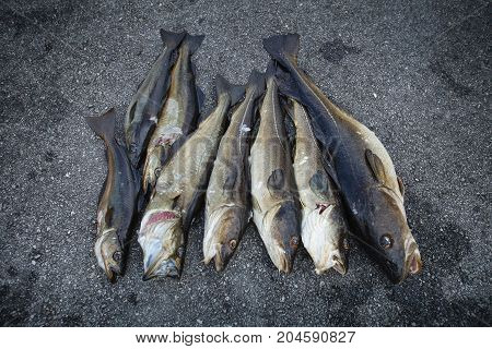 freshly caught Norwegian fishes. outdoor shot in Norway. copy space.