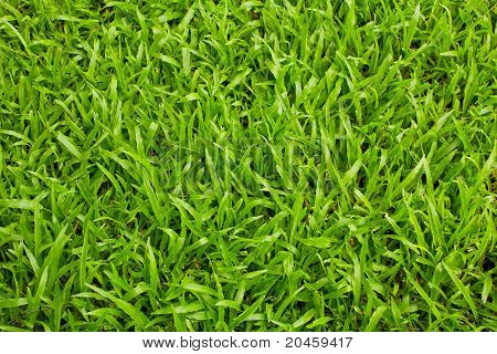 Groene grassen