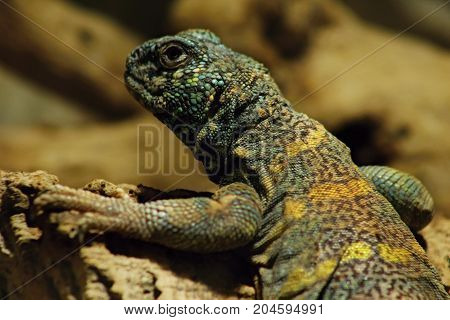 Uromastyx ornata, commonly called the ornate mastigure, is a species of lizard in the family Agamidae. The species is endemic to the Middle East.