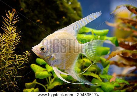 Photo of aquarium tropical white fish on green natural background