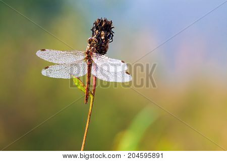 beautiful dragonfly early in morning at sunrise on summer meadow. dew drops on wings of a dragonfly