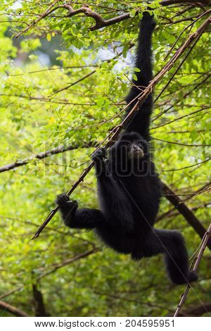 Siamang Gabon at Ragunan Zoo, Jakarta, Indonesia