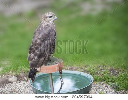 Young hawk in captivity in zoo in summer day