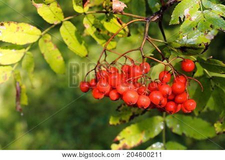 Rowan in the woods on a branch. Rowan red in the fall. The gifts of the forest. Rowan in the sun with bokeh effect